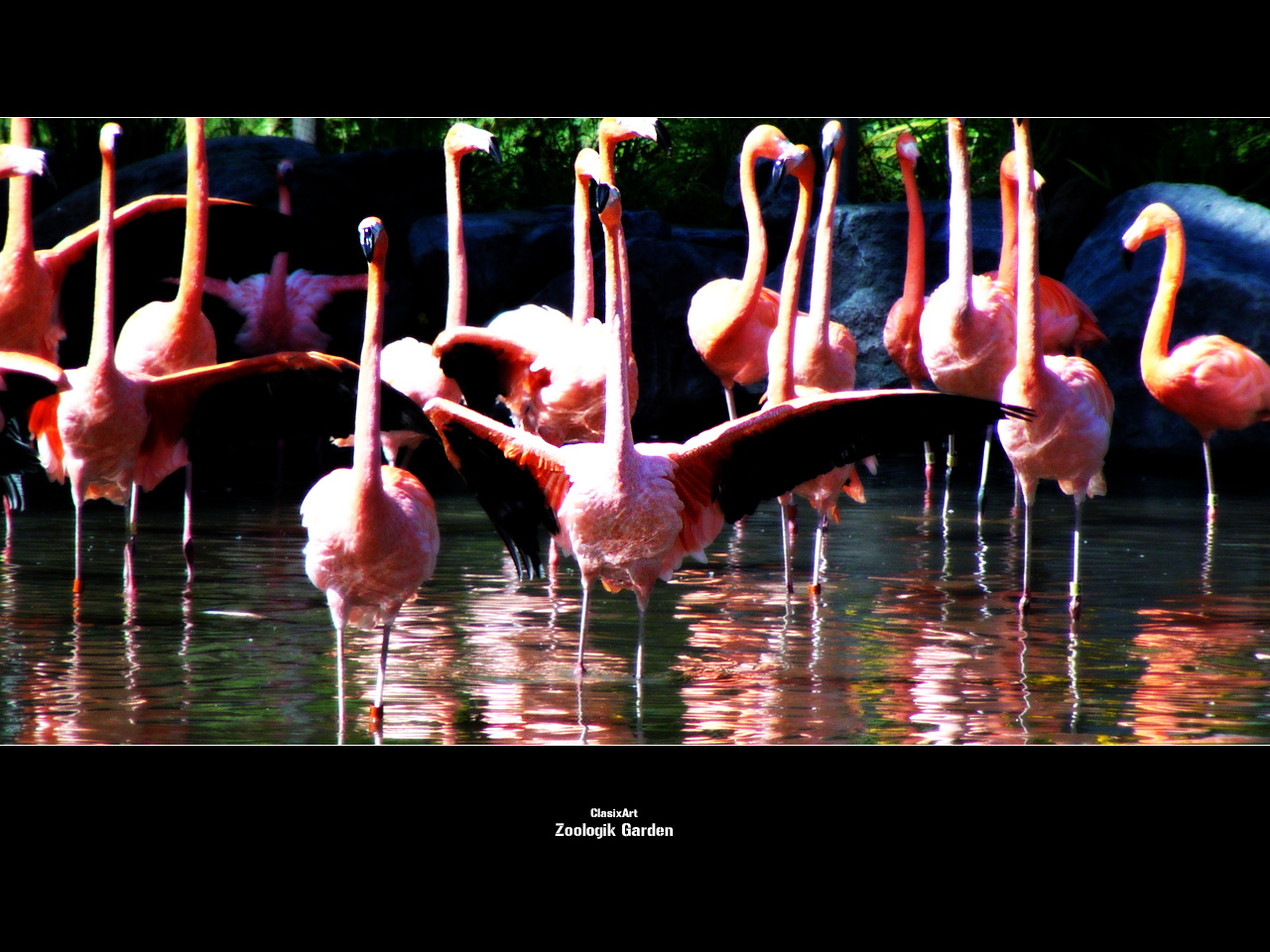 Wallpapers Animals Birds - Flamingos Flamant Rose