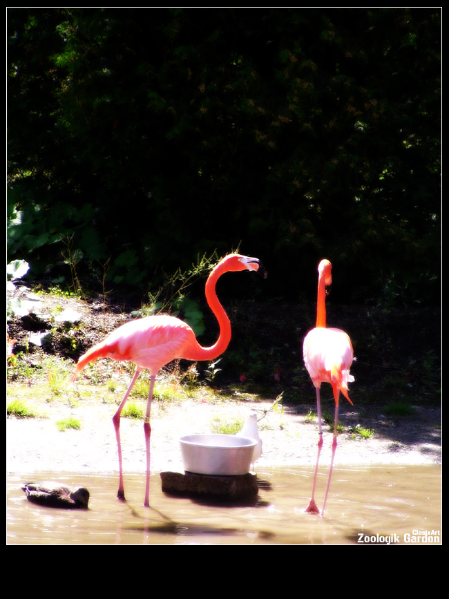 Fonds d'cran Animaux Oiseaux - Flamants Flamant Rose