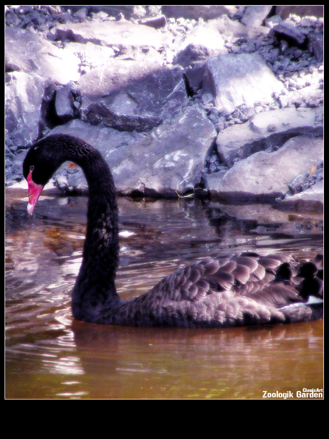 Fonds d'cran Animaux Oiseaux - Canards Cygne Noir