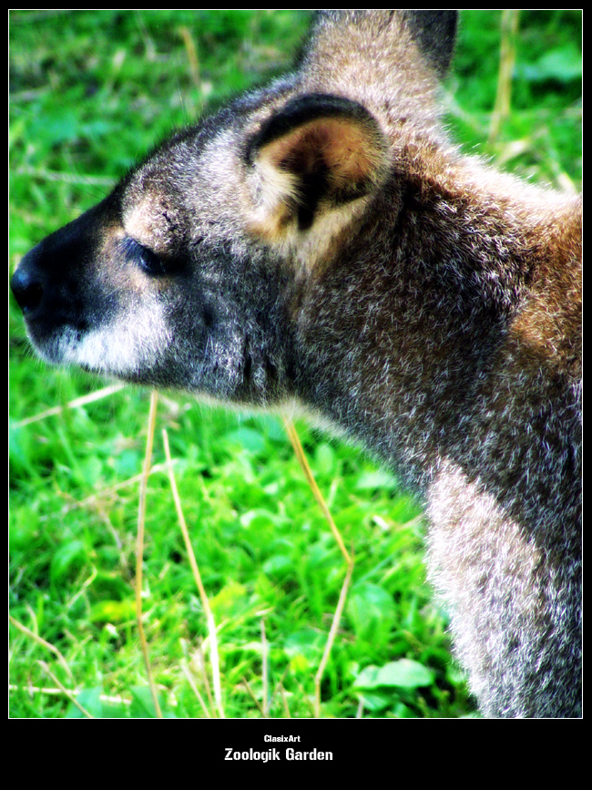 Fonds d'cran Animaux Divers 