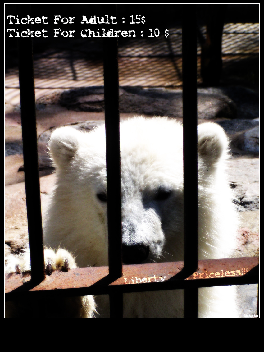 Fonds d'cran Grandes marques et publicit Affiches de publicit S.P.A (socit protectrice des Animaux)