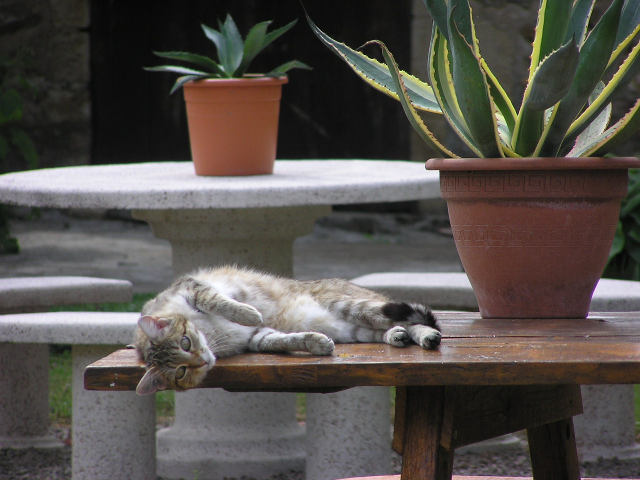 Fonds d'cran Animaux Chats - Chatons  la renverse !!!!