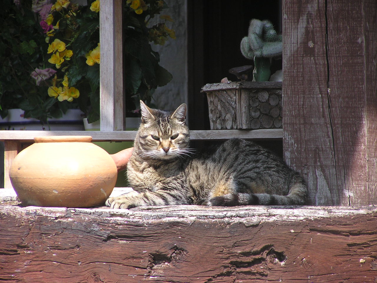 Fonds d'cran Animaux Chats - Chatons mi ombre mi lumire