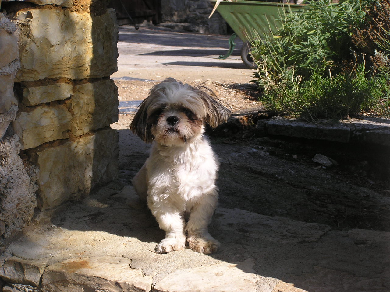 Fonds d'cran Animaux Chiens 