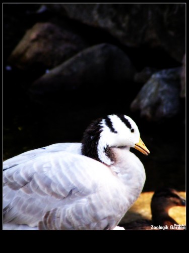 Wallpapers Animals Birds - Ducks Canard Blanc