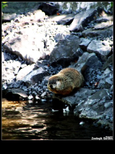 Fonds d'cran Animaux Rongeurs - Divers Marmotte