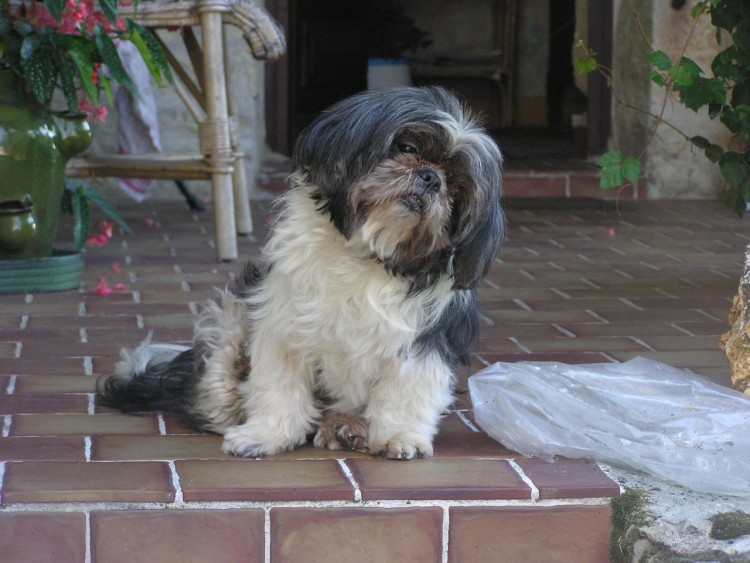 Fonds d'cran Animaux Chiens t'es o ?