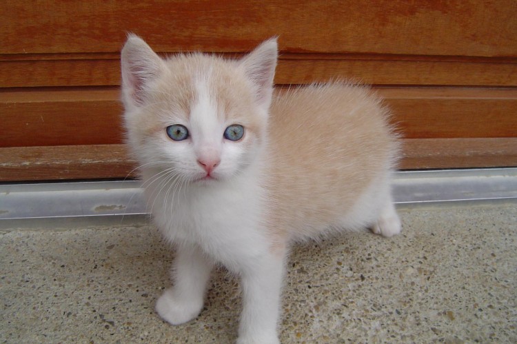 Fonds d'cran Animaux Chats - Chatons le pti cha