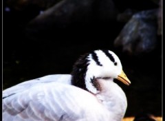 Wallpapers Animals Canard Blanc