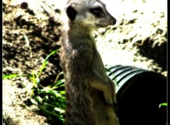 Fonds d'cran Animaux Chiens De Prairie