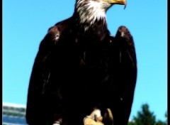 Fonds d'cran Animaux Aigle A Tete Blanche