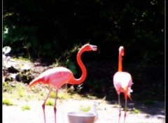 Wallpapers Animals Flamant Rose