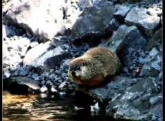 Fonds d'cran Animaux Marmotte