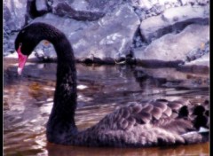 Fonds d'cran Animaux Cygne Noir