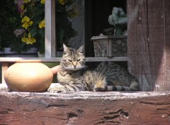 Fonds d'cran Animaux mi ombre mi lumire