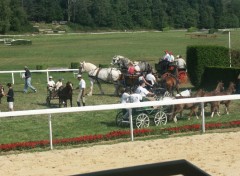 Fonds d'cran Animaux Prsentation de calches