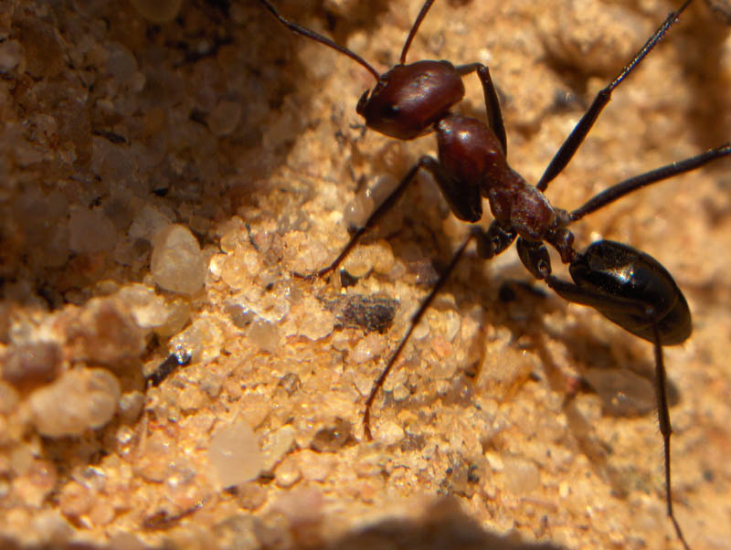 Wallpapers Animals Insects - Ants fourmi