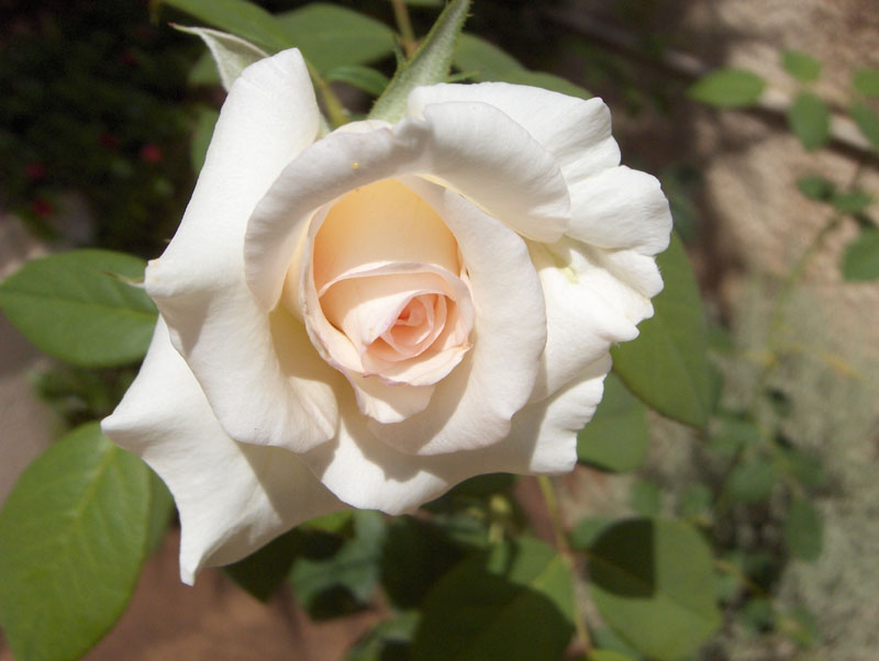 Fonds d'cran Nature Fleurs Rose blanche