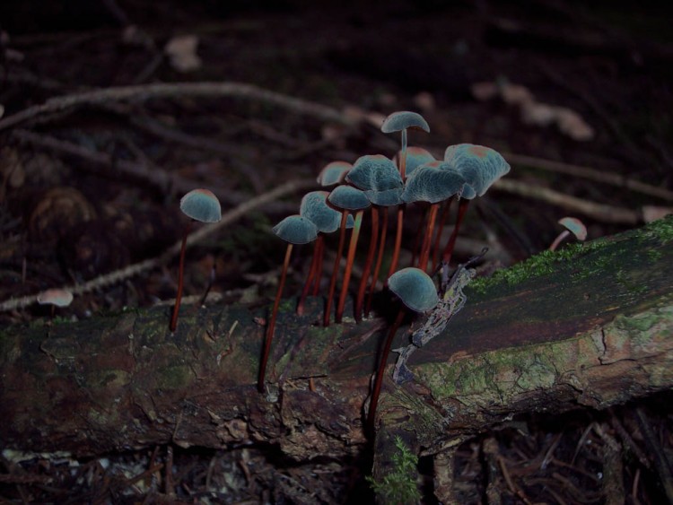 Fonds d'cran Art - Numrique 3D - Vue D'esprit Champignons