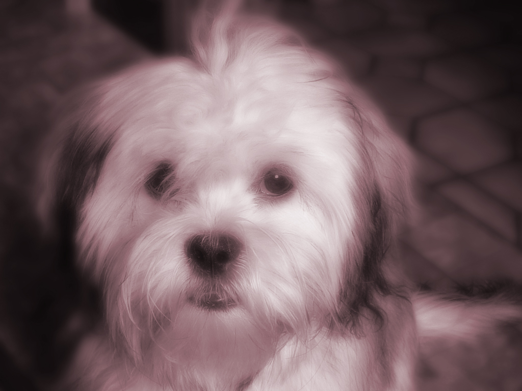 Wallpapers Animals Dogs Lhassa-Apso