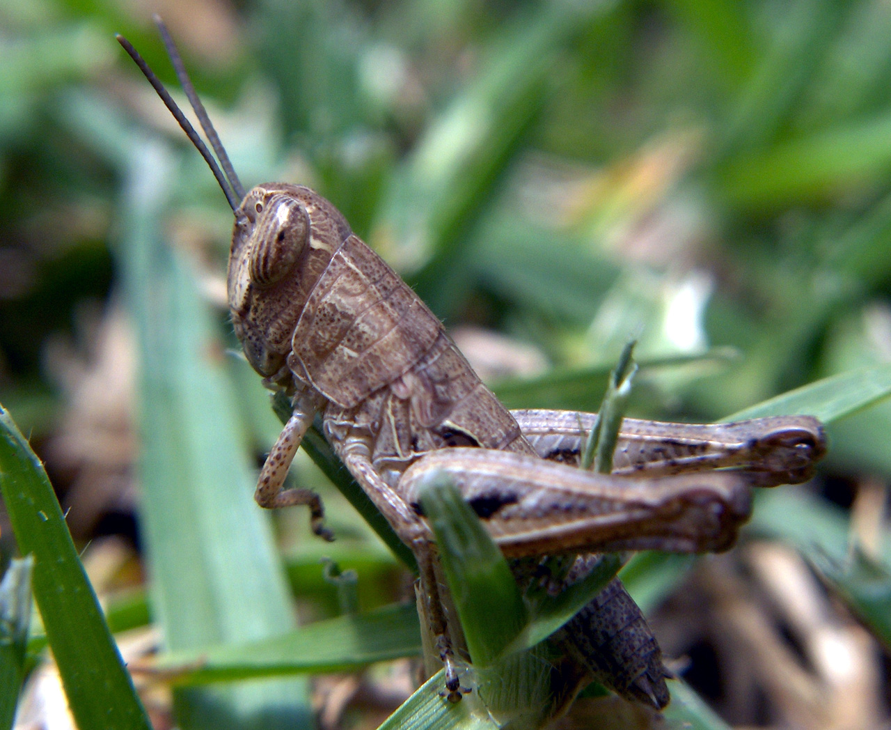 Fonds d'cran Animaux Insectes - Criquets petit criquet