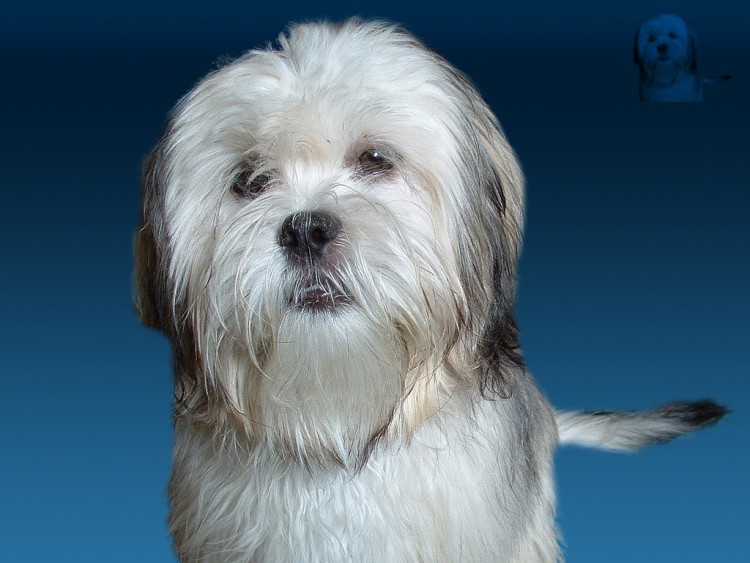 Wallpapers Animals Dogs Lhassa-Apso