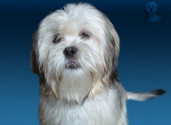 Fonds d'cran Animaux Lhassa-Apso