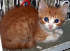 Fonds d'cran Animaux chaton