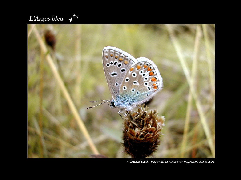 Fonds d'cran Animaux Insectes - Papillons Largus bleu