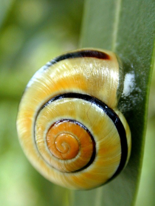 Fonds d'cran Animaux Escargots - Limaces 