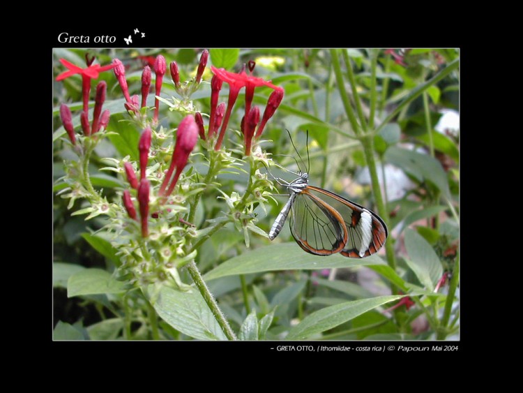 Wallpapers Animals Insects - Butterflies Greta otto