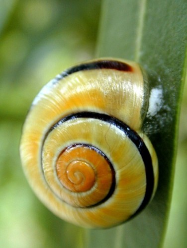 Fonds d'cran Animaux Escargots - Limaces Wallpaper N77729