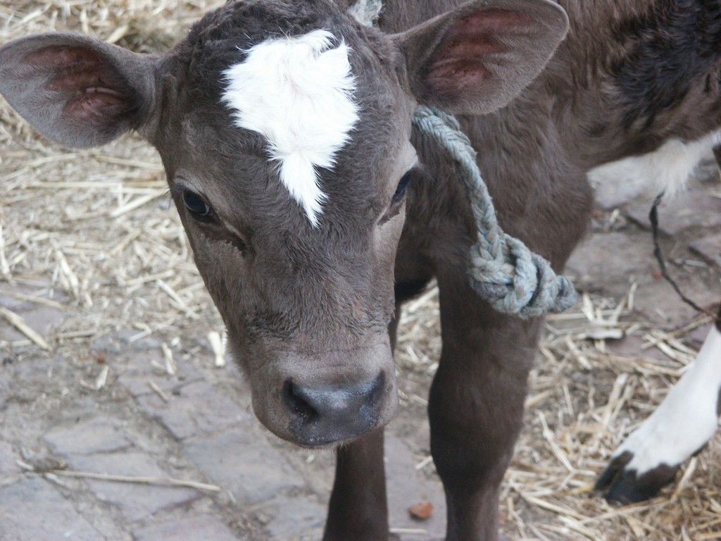 Wallpapers Animals Cows - Bulls - Beef bb vache