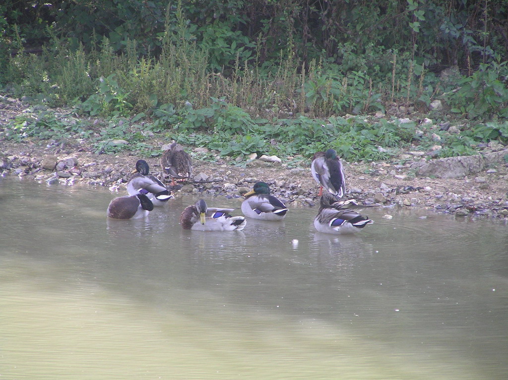 Wallpapers Animals Birds - Ducks parc de saint-quentin