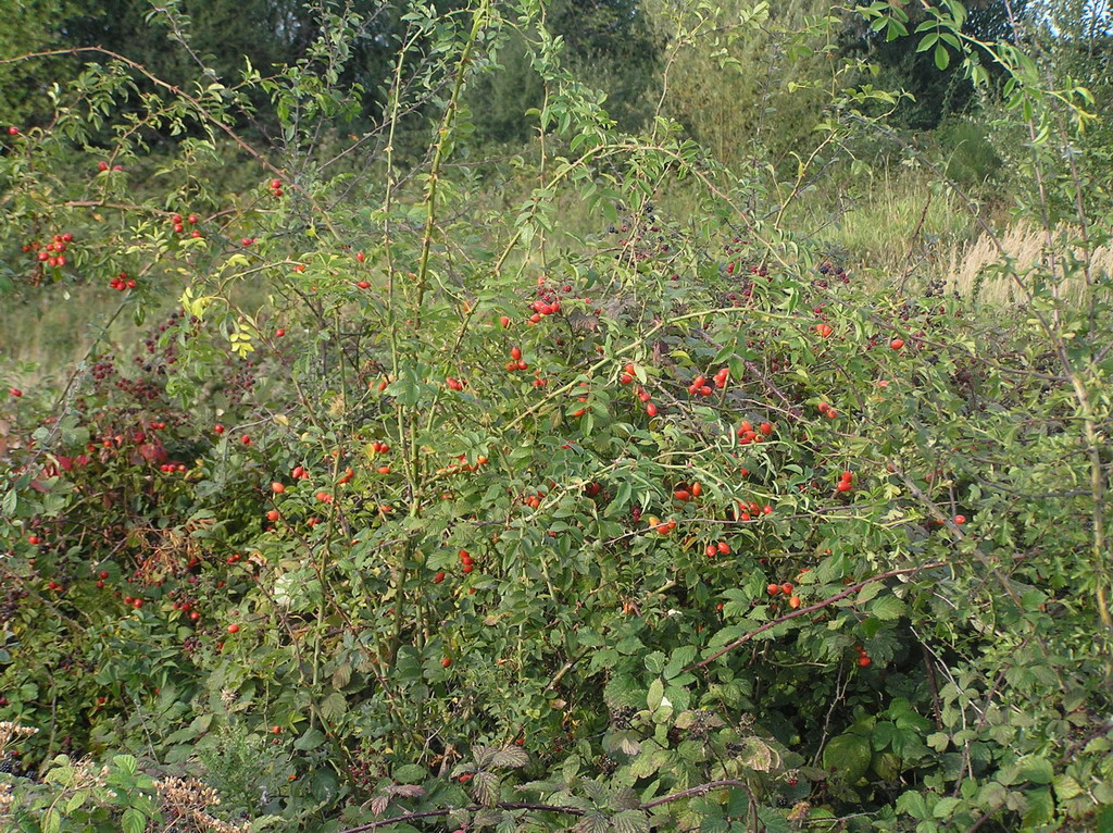 Fonds d'cran Nature Parcs - Jardins parc de saint-quentin