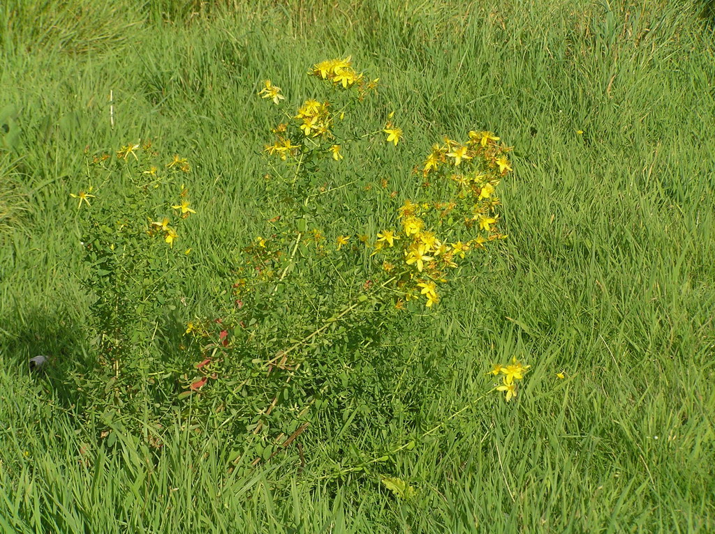 Fonds d'cran Nature Fleurs parc de saint-quentin