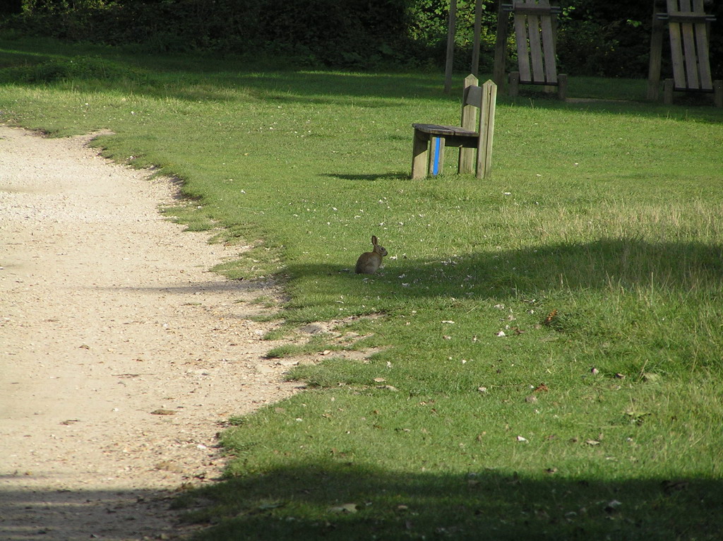 Wallpapers Animals Rabbits parc de saint-quentin