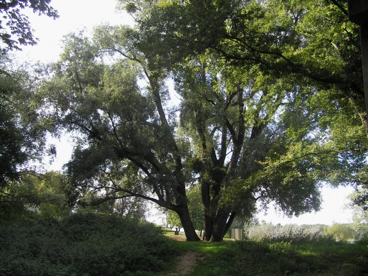 Fonds d'cran Nature Arbres - Forts parc de saint-quentin