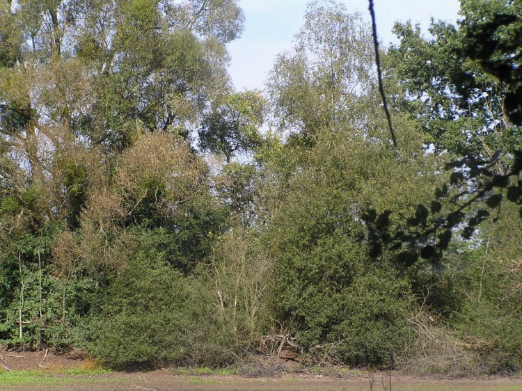 Fonds d'cran Nature Arbres - Forts parc de saint-quentin