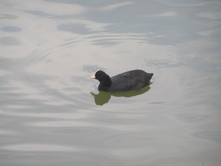 Fonds d'cran Animaux Oiseaux - Canards parc de saint-quentin