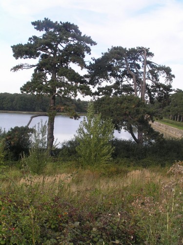 Fonds d'cran Nature Arbres - Forts parc de saint-quentin