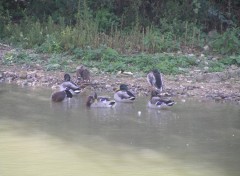 Fonds d'cran Animaux parc de saint-quentin