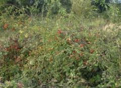 Fonds d'cran Nature parc de saint-quentin