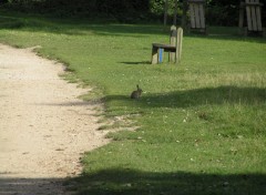 Fonds d'cran Animaux parc de saint-quentin