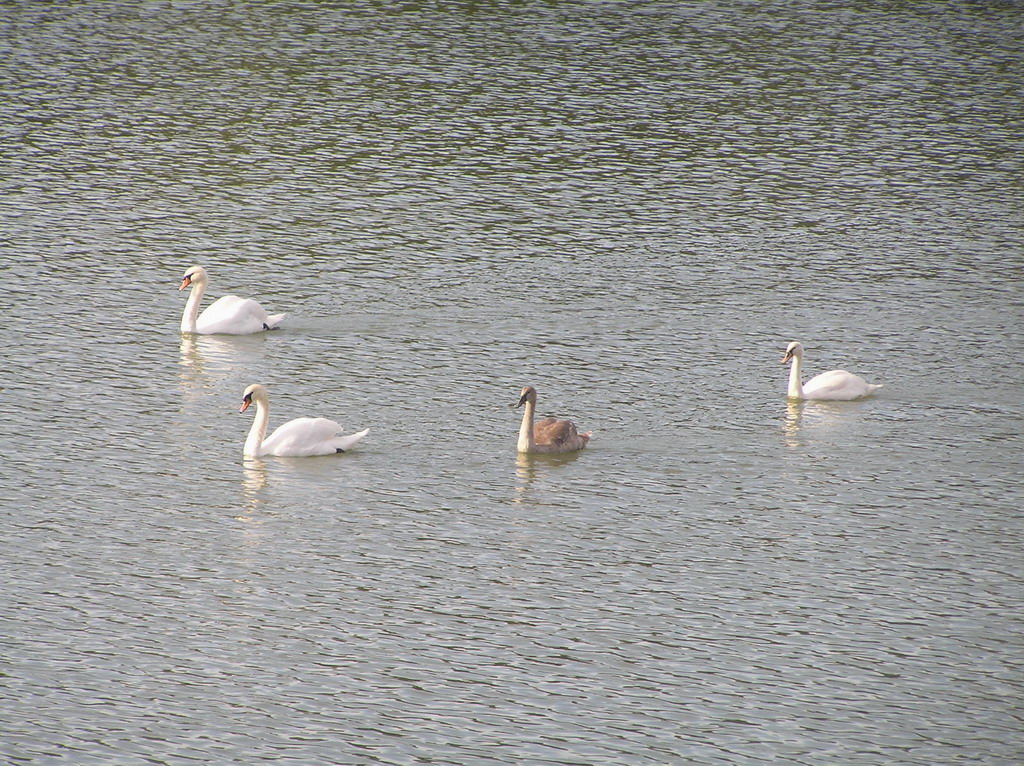 Wallpapers Animals Birds - Ducks parc de saint-quentin