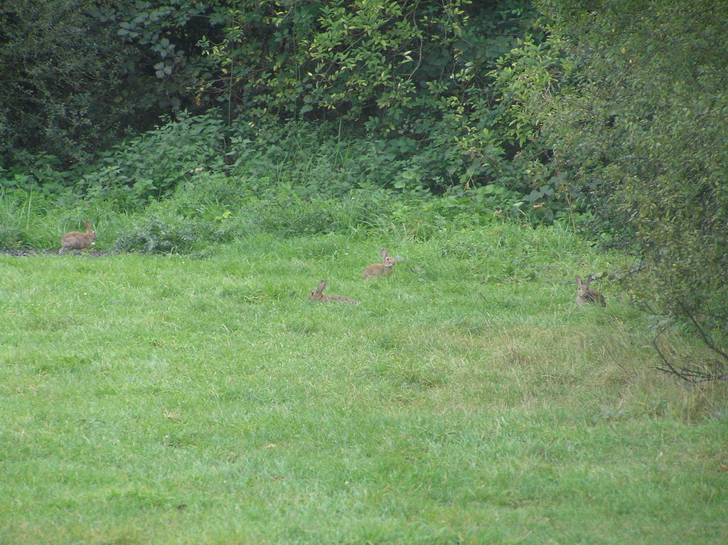 Fonds d'cran Animaux Lapins - Livres parc de saint-quentin