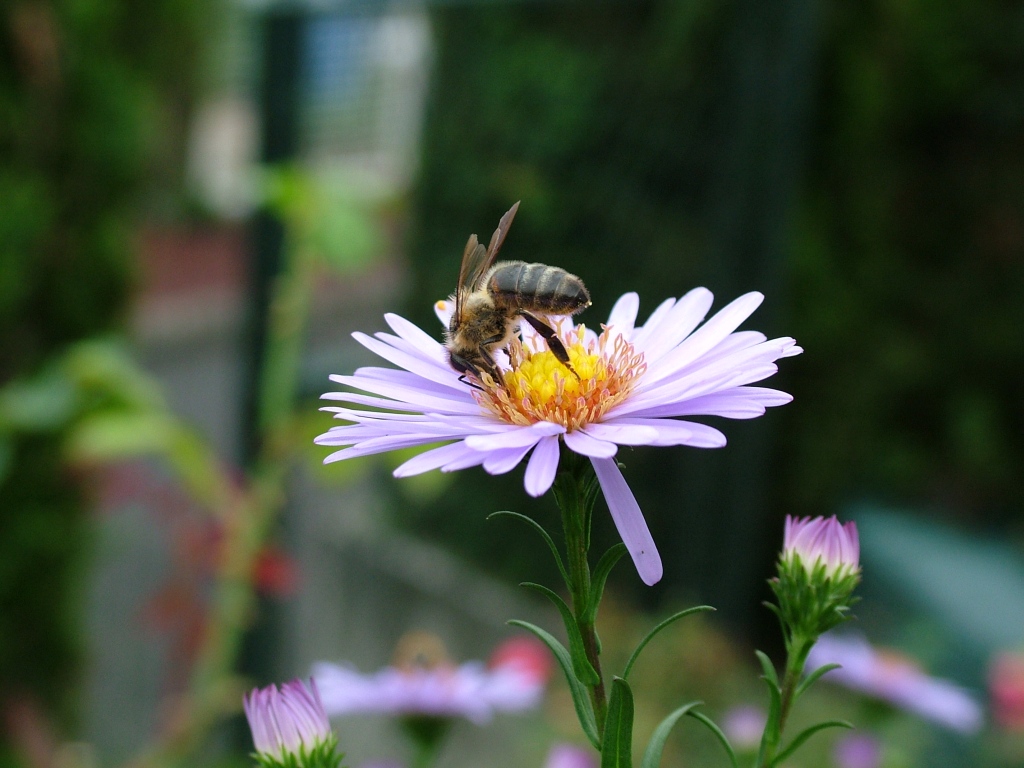 Fonds d'cran Animaux Insectes - Abeilles Gupes ... 