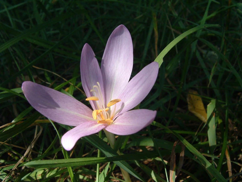 Fonds d'cran Nature Fleurs 