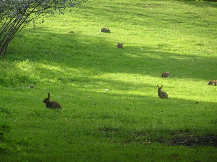 Wallpapers Animals Rabbits parc de saint-quentin