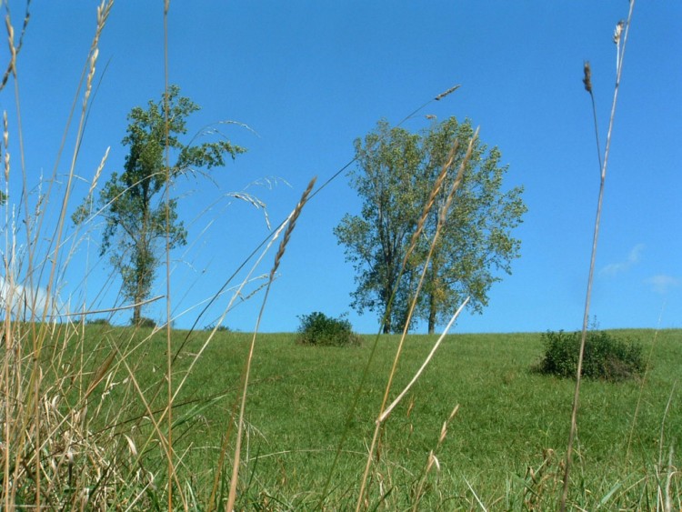 Fonds d'cran Nature Arbres - Forts Un coin reposant...